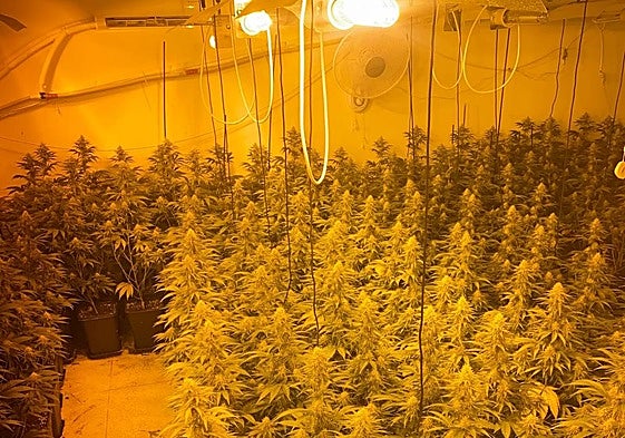 Plantas incautadas el pasado jueves en otra operación en Iznalloz.