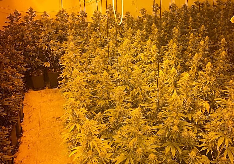 La Guardia Civil descubre 1.700 plantas de marihuana en la vivienda de un vecino de Iznalloz
