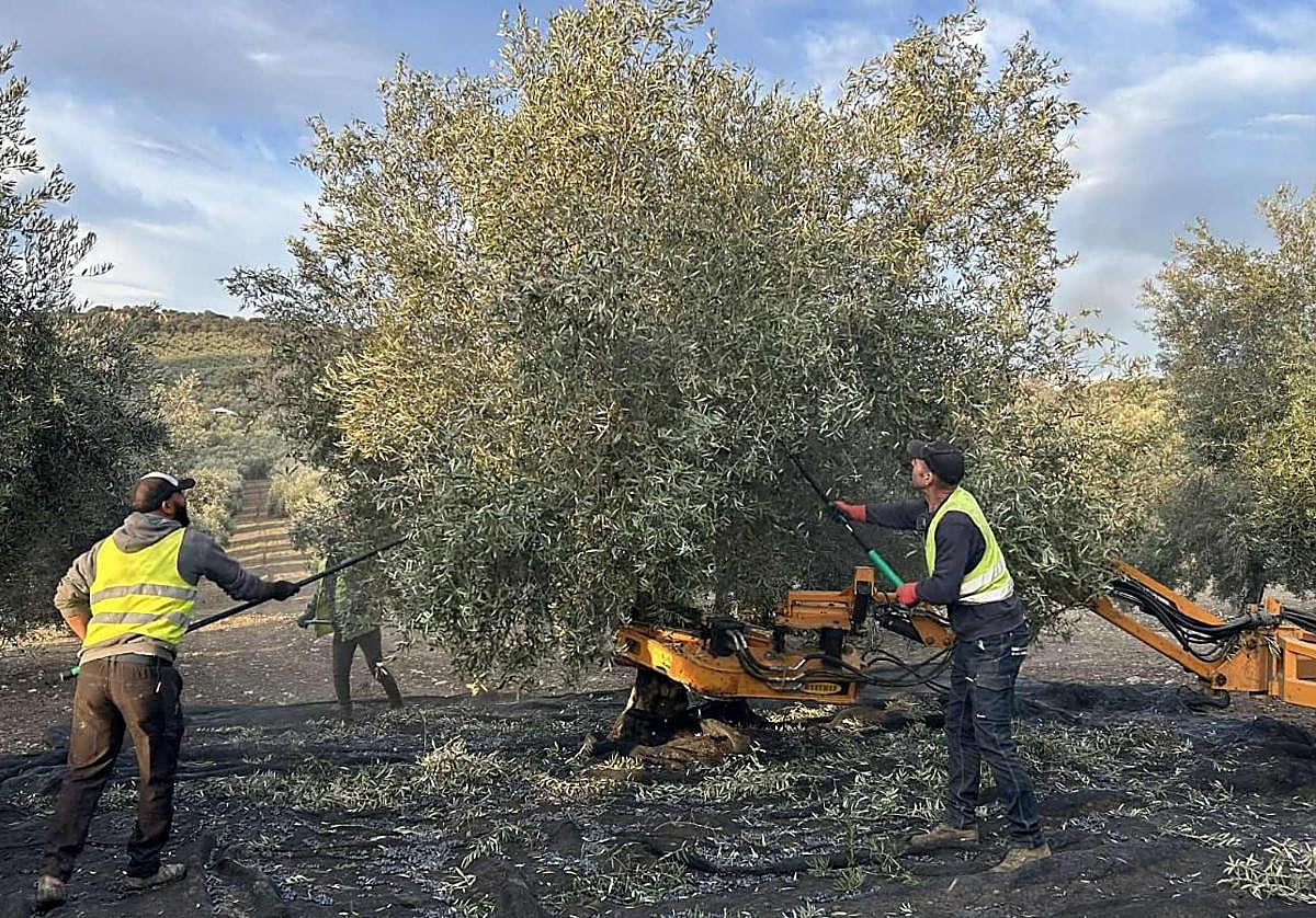 La falta de mano de obra desespera a los olivareros y retrasa la campaña en Granada