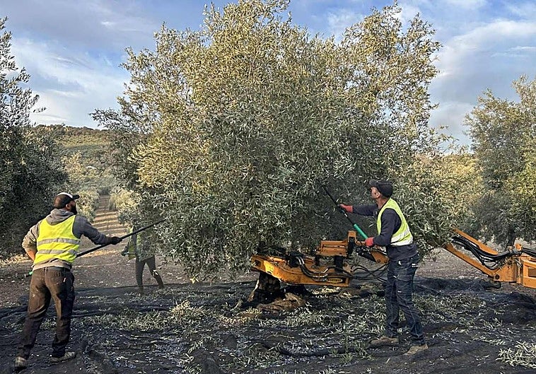 La falta de mano de obra desespera a los olivareros y retrasa la campaña en Granada