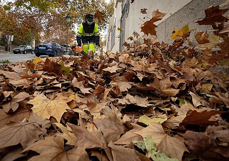 Granada limpia de hojas el otoño de cara al invierno