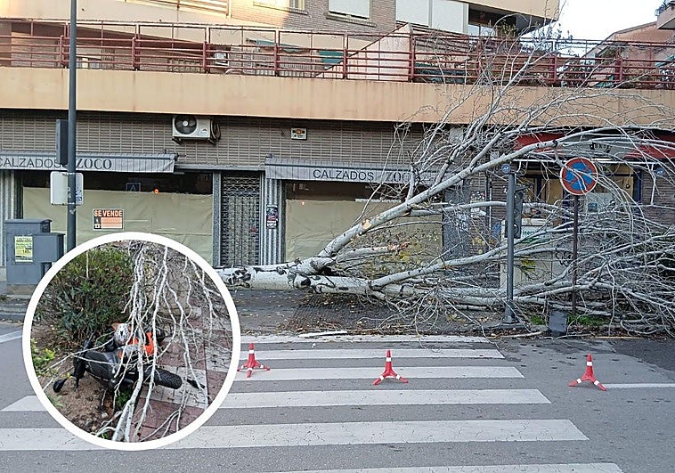 Cae un chopo sobre una moto y un semáforo en la capital