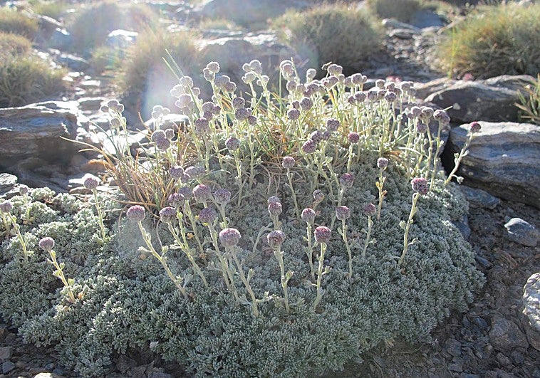 La manzanilla de la Sierra sigue en peligro tras décadas de recolección abusiva y sobrepastoreo