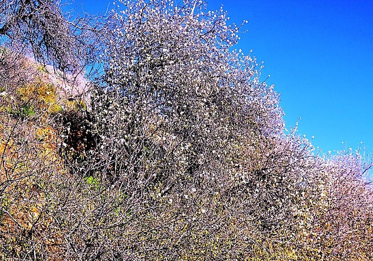 El almendro que florece más prematuramente se encuentra en un pueblo de Granada