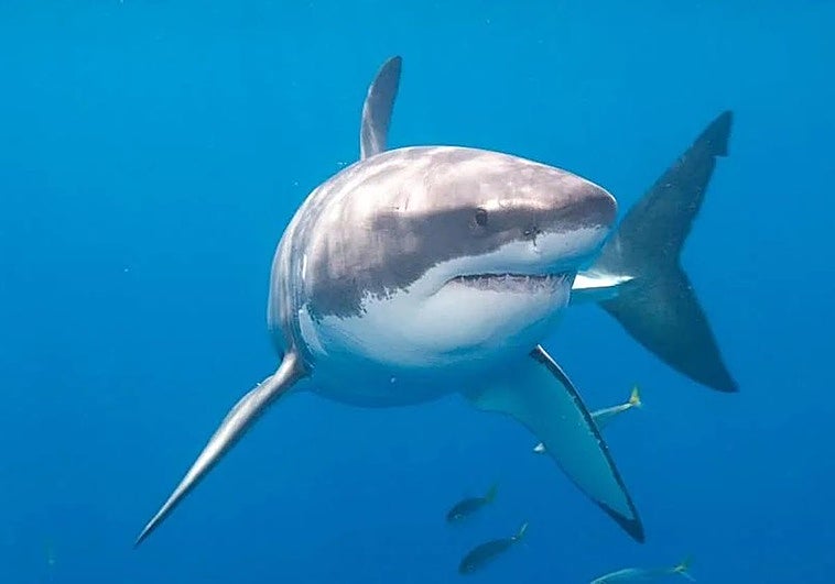 ¿Hay tiburones blancos en la costa granadina? Un experto lo aclara