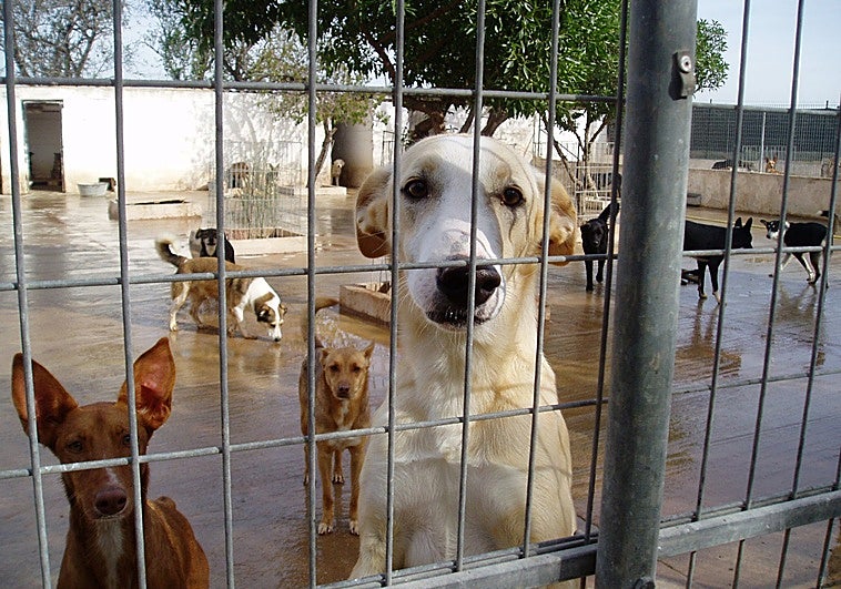 Eximen a un divorciado de la Costa de ayudar a mantener a los seis perros de su exmujer