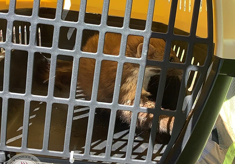 Liberan en Guadix un ejemplar de garduña que había caído a un depósito de agua