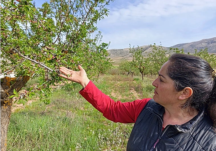 Mazazo millonario para el norte de Granada: toda la cosecha de almendra se pierde en una noche