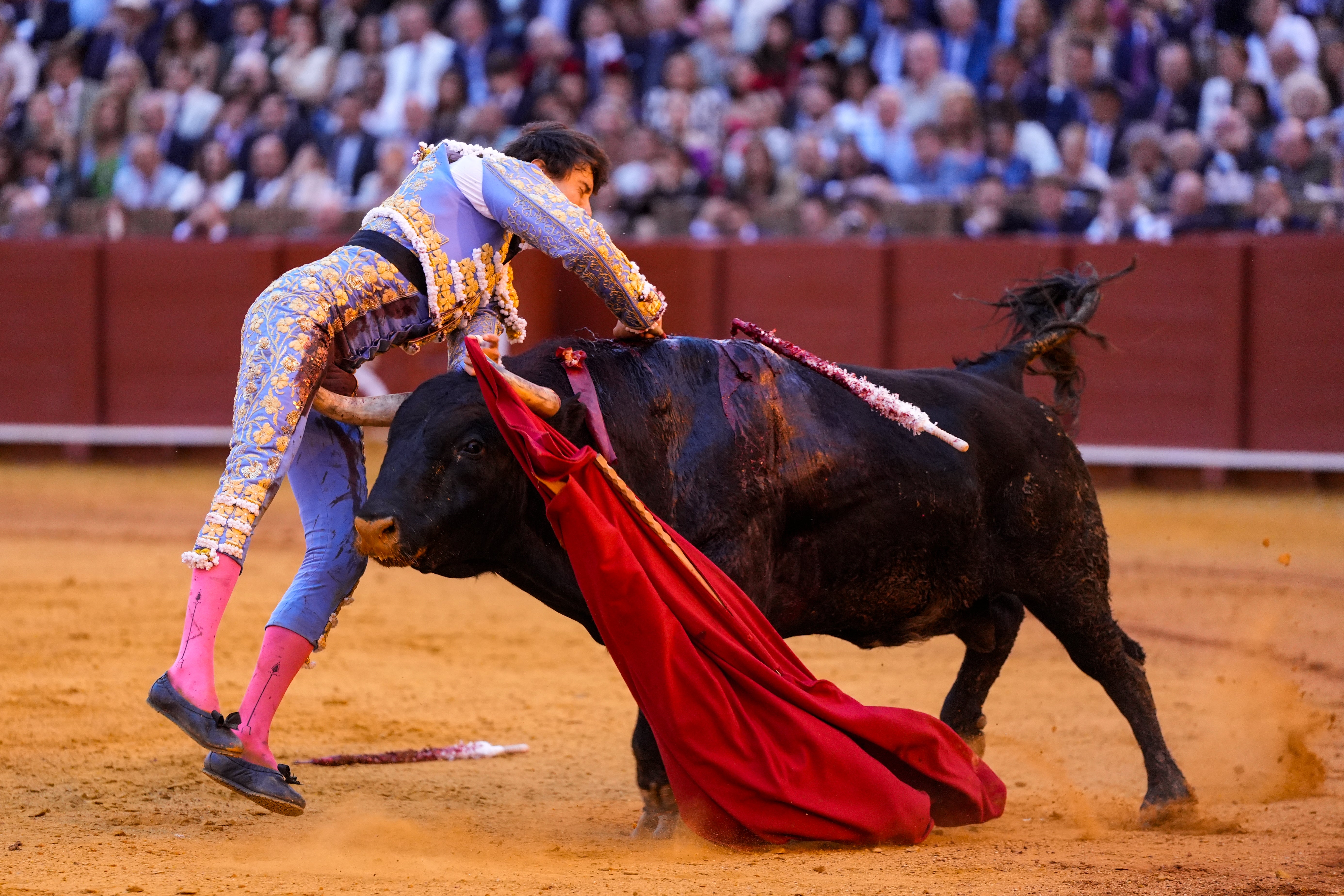 Cornada Roca Rey Roca Rey sufre una grave cornada en la Maestranza | Ideal