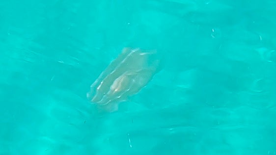 «Extrañas» criaturas gelatinosas en la Costa, pero los expertos piden calma: «No hay ningún peligro»