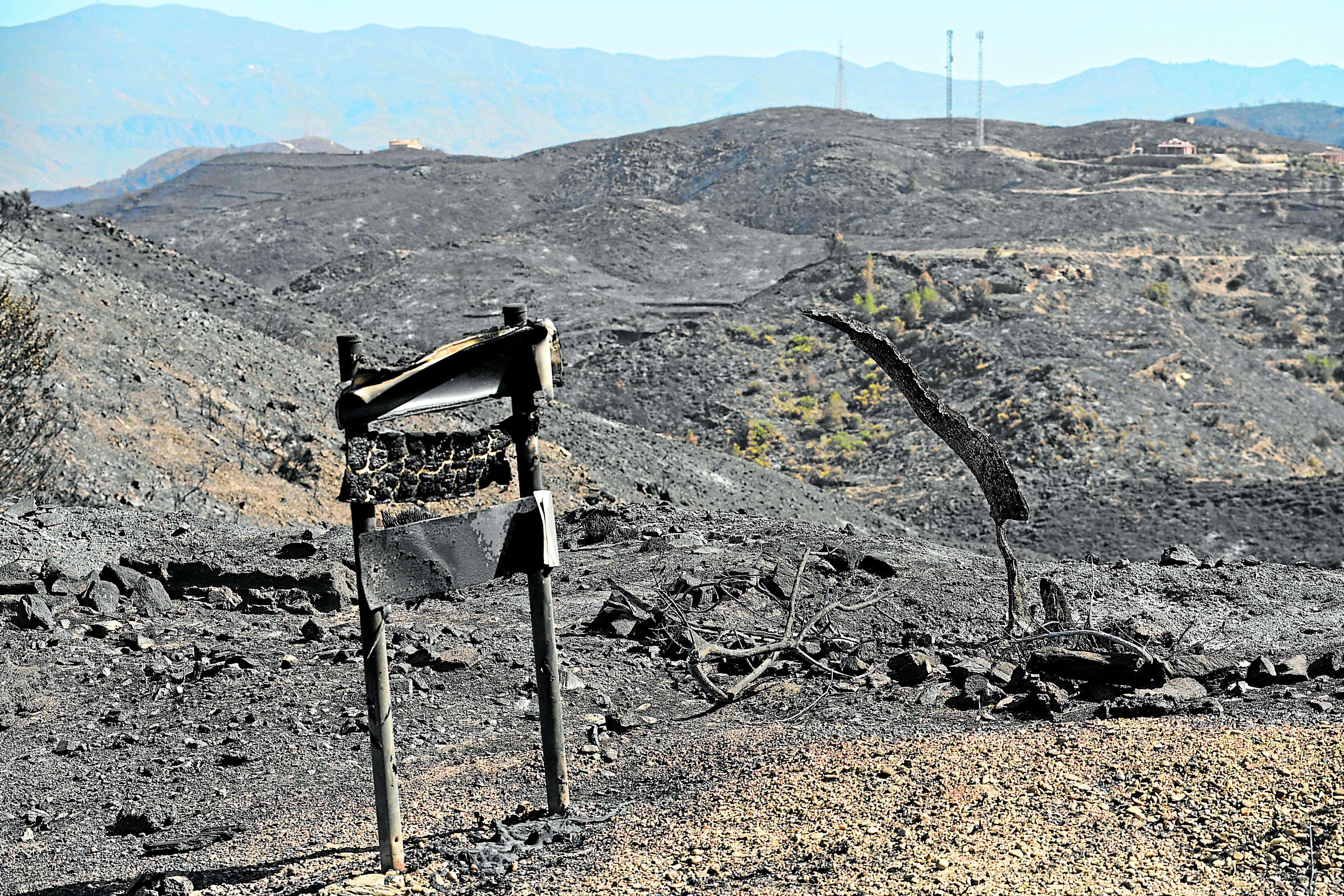Monte arrasado tras el incendio forestal del pasado mes de julio.
