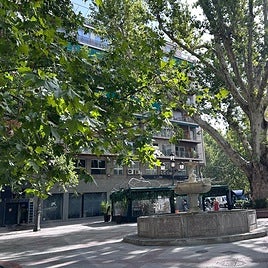 &Aacute;rboles hist&oacute;ricos de Plaza del Campillo