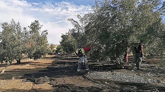 El sector del aceite de oliva hace frente común y estudia la posibilidad de convocar tractoradas