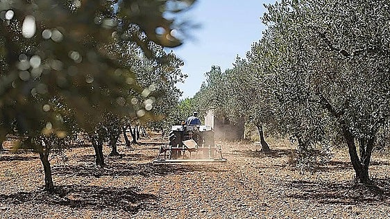 Otro requisito para el campo: el plan de abonado ya es obligatorio en el olivar y el resto de cultivos