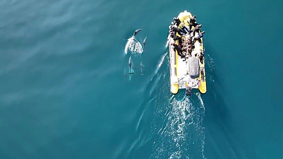Ballenas, mantarrayas gigantes y tortugas visitan cada vez más la costa de Granada