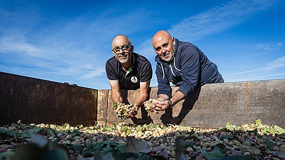 Granada explota el nuevo 'oro verde' y lidera la expansión del pistacho en Andalucía