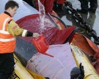 La ballena extraviada en el río Támesis se convertirá en  pieza de museo