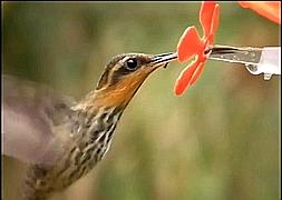 El secreto de la lengua del colibrí