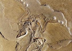 Restos fósiles del Archaeopteryx. / Afp