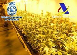 Imagen de las plantas incautadas en Lepe (Huelva). / Policía Nacional