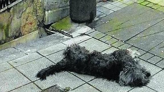 Fotografía difundida a través de Facebook del perro muerto a patadas. 