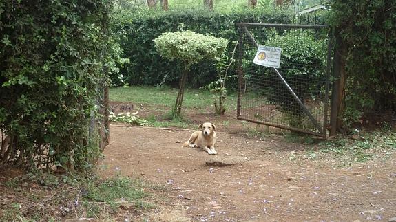 Un perro, a la entrada de una casa en Nairobi