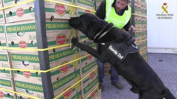 Un perro detectó la droga entre plátanos.  