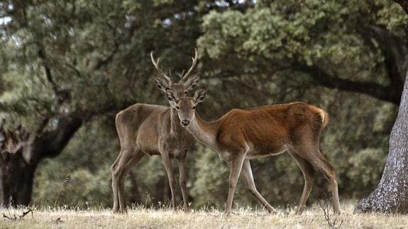 El monte de El Pardo, a apenas 5 kilómetros de Madrid. 