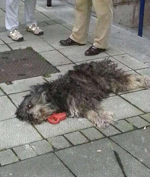 El perro Blas quedó tendido en la calle después de ser apaleado.