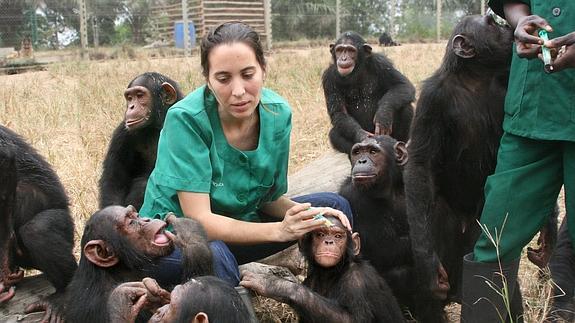 La veterinaria ferrolana Rebeca Atencia, rodeada de chimpancés.