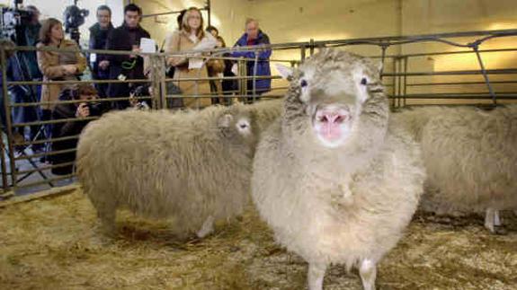 La oveja Dolly, el primer animal clonado.