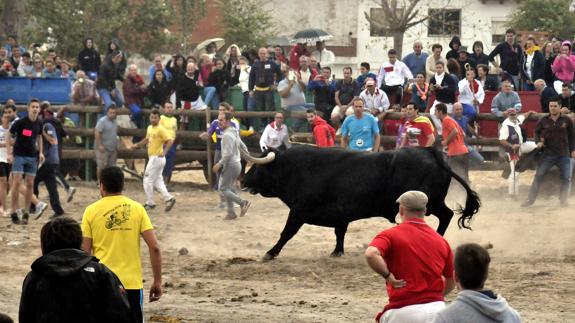 'Pelado' protagoniza la celebración del Toro de la Peña en Tordesillas.