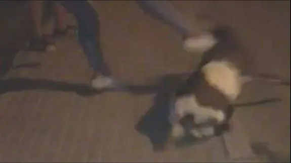 Fotograma de un vídeo de tortura a una cabra
