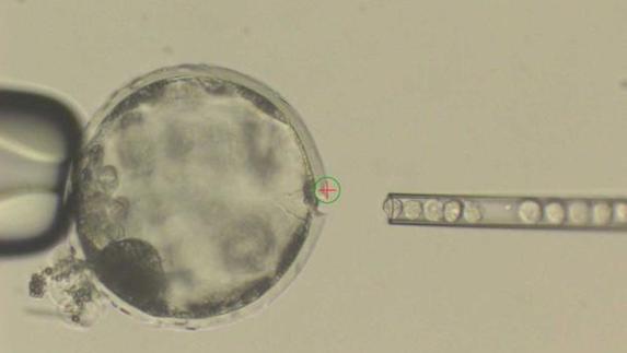 Inyección de células humanas en el embrión de un cerdo.