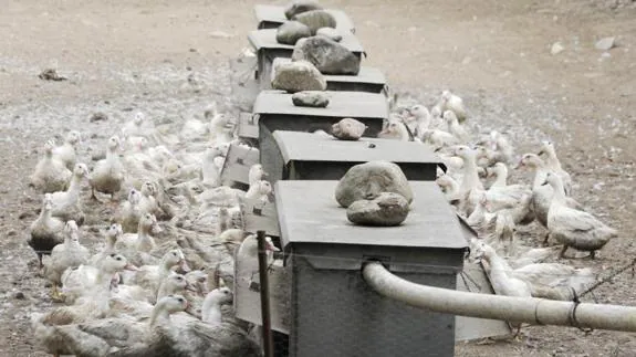 Decenas de patos en una granja.
