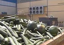 Agricultores almerienses tiran su producción de pepinos al no venderlos