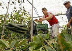 Agricultores de El Ejido con su cosecha de pepinos. /REUTERS