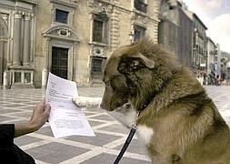 Un perro toca la sentencia de este caso. / EFE