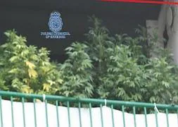 Detenido por cultivar una plantación de marihuana en la terraza de su casa