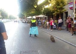 Un agente intenta cazar a un búho real en la Avenida de Andalucía.:: IDEAL