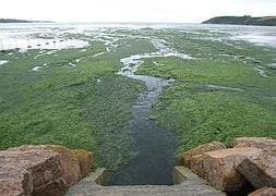 Convierten algas en petróleo crudo en menos de una hora