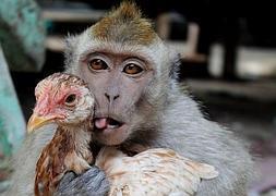 Amor entre un mono y un pollo que forman parte de un show callejero