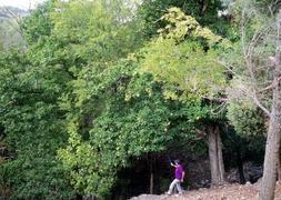 Un hombre pasea por los bosques de Santisteban. :: J. A. G. M.
