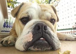 Las mascotas liberan la hormona del amor cuando se encuentran con sus dueños