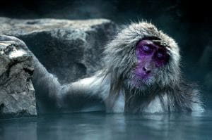 Un macaco del Japón se da un baño en las aguas caldeadas de un lago. / S. CORDIER