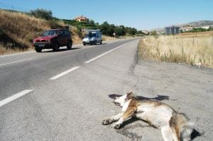 Un perro muerto en el arcén de una carretera tras ser atropellado. /IDEAL