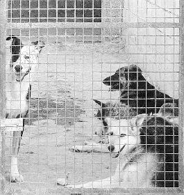 ALBERGUE. Algunos perros en las instalaciones de Felicán.