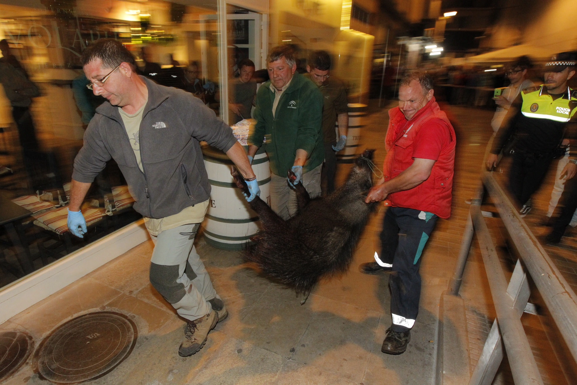 Agentes de Medio Ambiente sacan al animal del bar Volapié, junto al Teatro Isabel la Católica