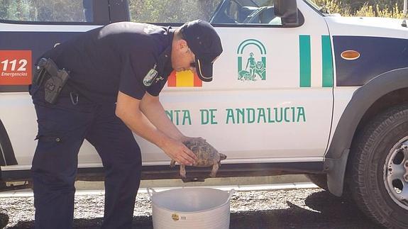 Recuperan 16 tortugas moras en una operación contra su tráfico en internet