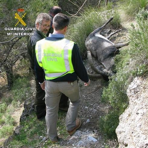 Desarticulado un grupo dedicado a la caza furtiva en Granada y Jaén